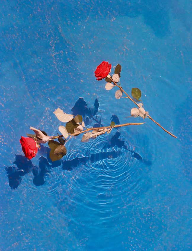 Yulia Krivich - Krasnye Rozy